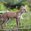 renard D82_1978