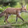 renard D82_1981