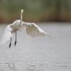 aigrette D82_2201