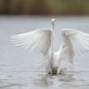 aigrette D82_2202