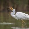 aigrette D82_2230