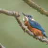 martin pêcheur D82_2306