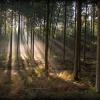 rayons de brume D82_2618