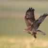 buse variable D82_4022