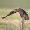 buse variable D82_4023