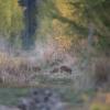 marcassins D82_4962