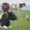 le héron et les vaches D82_5631