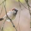 moineau domestique D82_6067