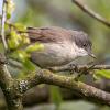fauvette grisette D82_6093