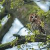 chouette hulotte  D82_6307