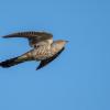 coucou D82_6474