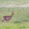 chevreuil et son chevrillard D82_6824