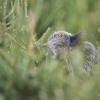 sanglier solitaire D82_6841