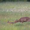 chevreuil et son chevrillard D82_6842