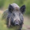 sanglier solitaire D82_6850