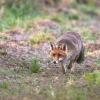 renard D82_6868