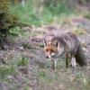 renard D82_6871