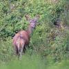 biche D82_7018