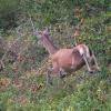 biche D82_7022