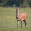 cerf D82_7656