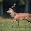 cerf D82_7684