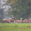 cerfs et leur harde D82_7895