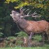 cerf  bramant D82_7940