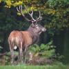 cerf D82_7957