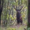 cerf en sous bois D82_7992