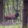 cerf en sous bois D82_7996