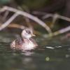 jeune grèbe castagneux D82_8270