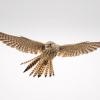 faucon crecerelle D82_8874