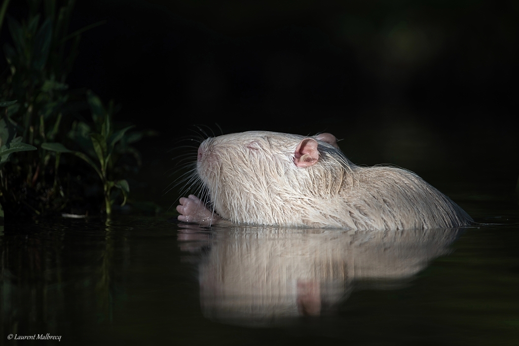 ragondin albinos D82_8954