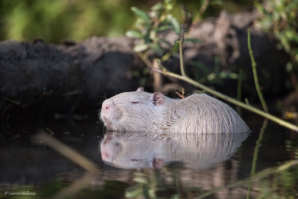 ragondin albinos D82_8958