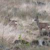 couple de chevreuils dans les hautes herbes DS2_0292