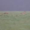 couple de renard couchés DS2_0460