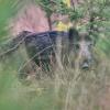 sanglier DS2_0487