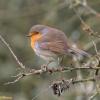 rouge gorge DS2_0541