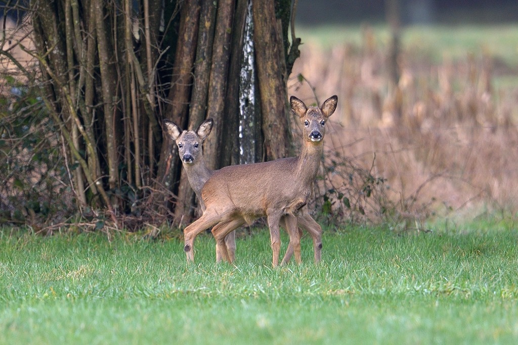 les deux freres DS2_0562