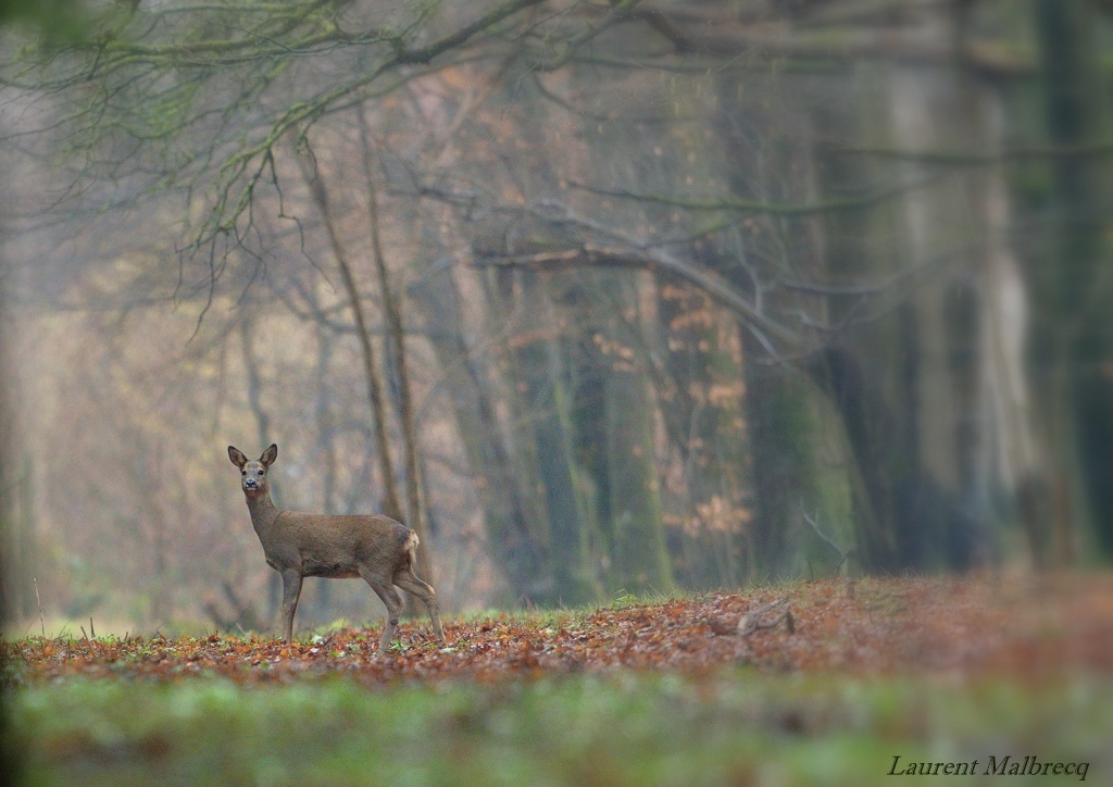 chevreuil au matin DS2_0618