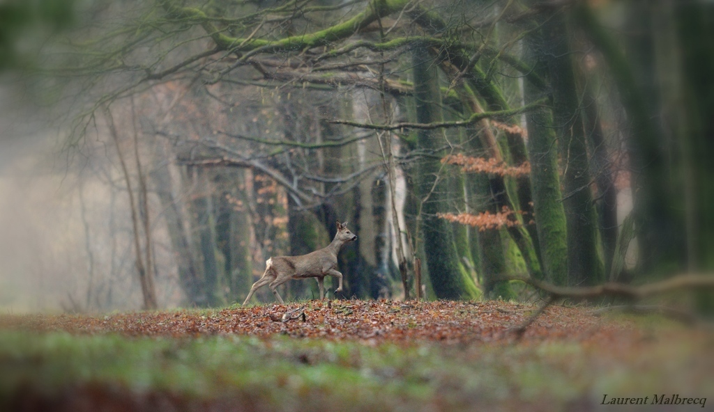 chevreuil en foret au matin DS2_0622