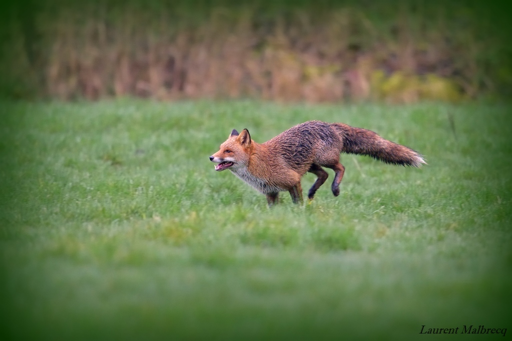 renard DS2_0656