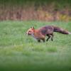 renard DS2_0656