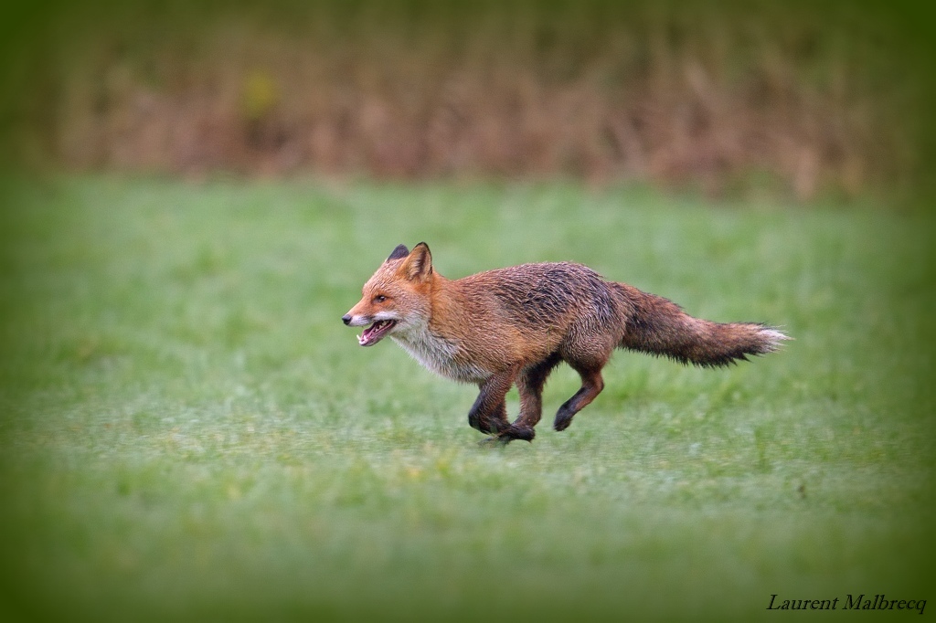 renard DS2_0658