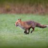 renard DS2_0658