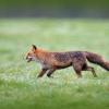 renard DS2_0670