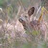 chevreuil dans les herbes DS2_0694