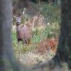chevreuil entre 2 arbres DS2_0707