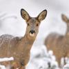chevreuil sous la neige DS2_1436
