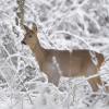 chevreuil dans la neige DS2_1454